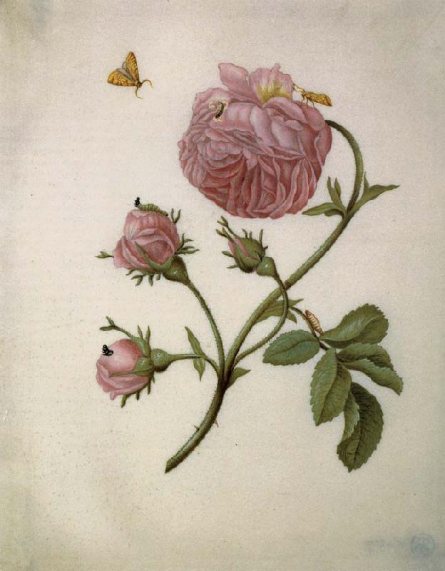Maria Sibylla Merian Bush Rose with Leafminer Moth,Larva,and Pupa